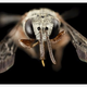 Angel Bee, 3 views.